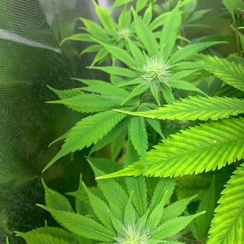 Peyote Wi-Fi growlog timeline photo