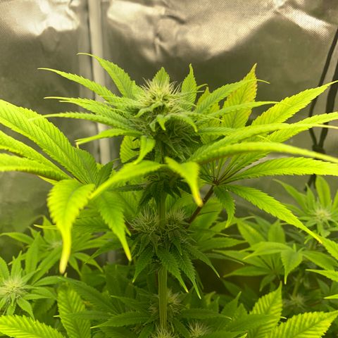 Peyote Wi-Fi growlog timeline photo