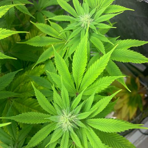 Peyote Wi-Fi growlog timeline photo