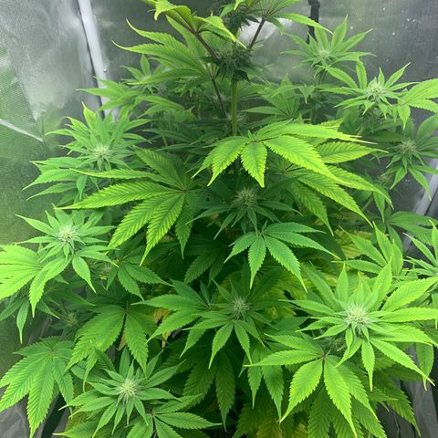 Peyote Wi-Fi growlog timeline photo