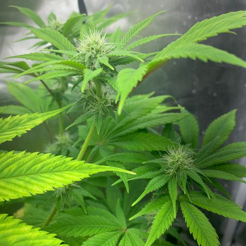 Peyote Wi-Fi growlog timeline photo