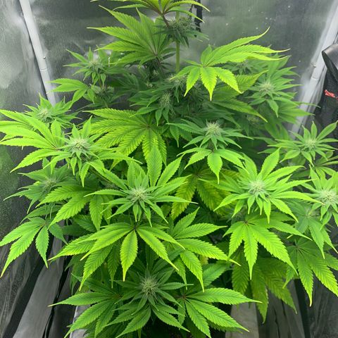 Peyote Wi-Fi growlog timeline photo