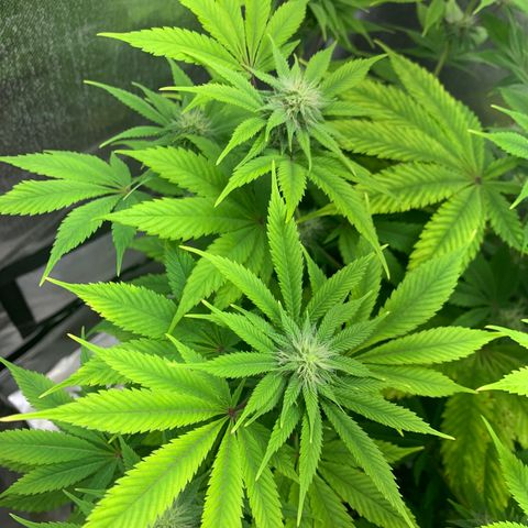 Peyote Wi-Fi growlog timeline photo