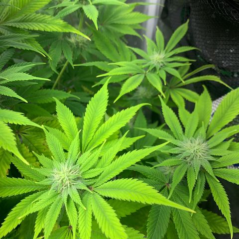 Peyote Wi-Fi growlog timeline photo