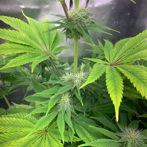 Peyote Wi-Fi growlog timeline photo