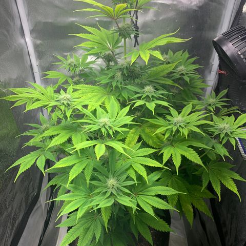 Peyote Wi-Fi growlog timeline photo