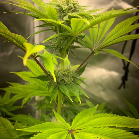 Peyote Wi-Fi growlog timeline photo