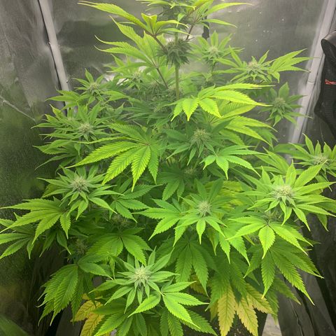 Peyote Wi-Fi growlog timeline photo