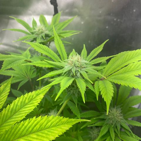Peyote Wi-Fi growlog timeline photo
