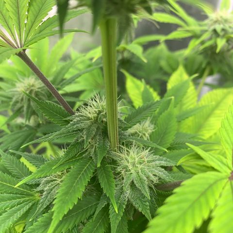 Peyote Wi-Fi growlog timeline photo