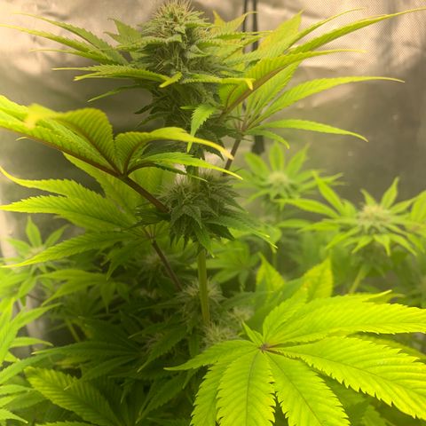 Peyote Wi-Fi growlog timeline photo
