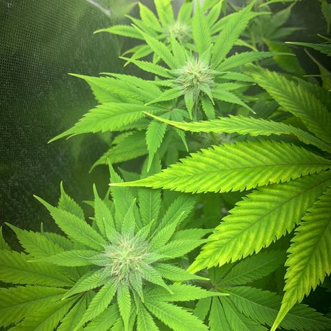 Peyote Wi-Fi growlog timeline photo
