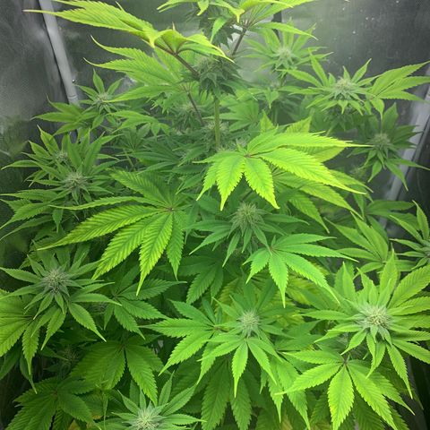 Peyote Wi-Fi growlog timeline photo