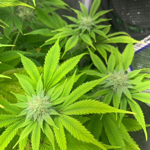 Peyote Wi-Fi growlog timeline photo