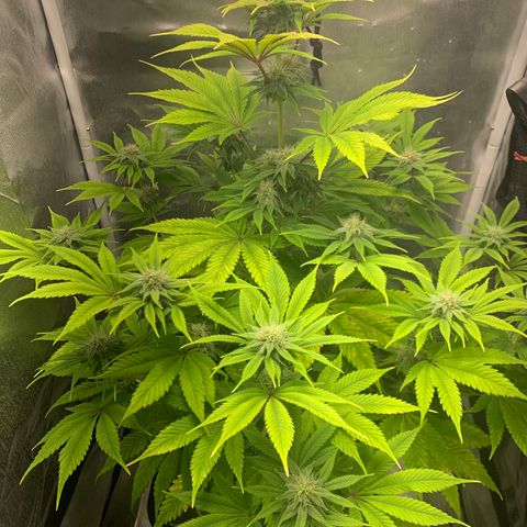 Peyote Wi-Fi growlog timeline photo