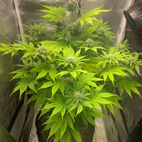 Peyote Wi-Fi growlog timeline photo
