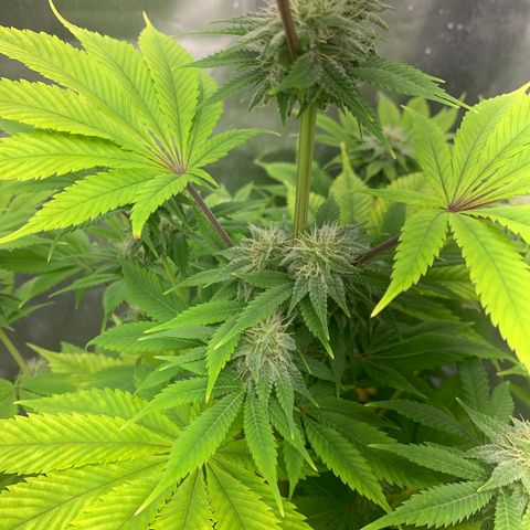 Peyote Wi-Fi growlog timeline photo