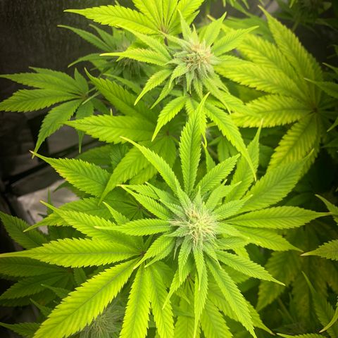 Peyote Wi-Fi growlog timeline photo