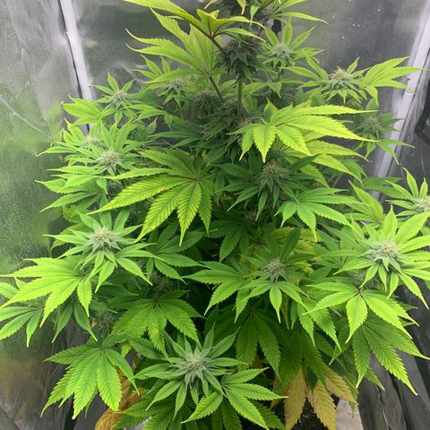 Peyote Wi-Fi growlog timeline photo