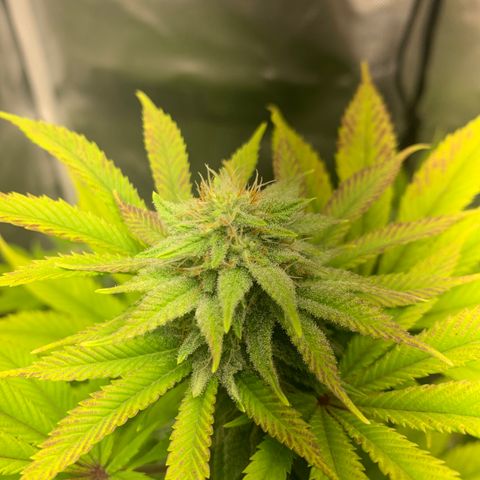 Peyote Wi-Fi growlog timeline photo
