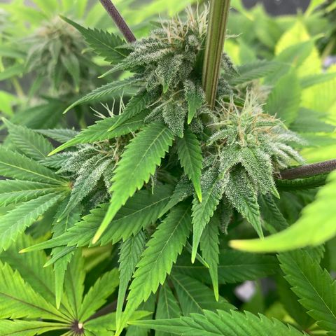 Peyote Wi-Fi growlog timeline photo