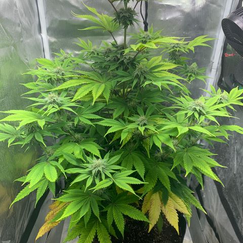 Peyote Wi-Fi growlog timeline photo