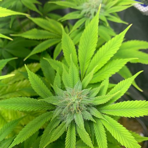 Peyote Wi-Fi growlog timeline photo