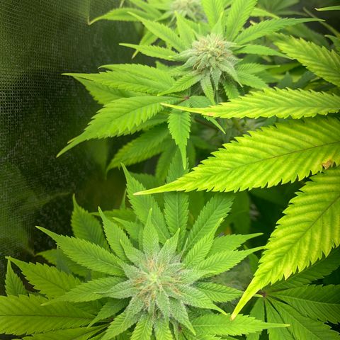 Peyote Wi-Fi growlog timeline photo