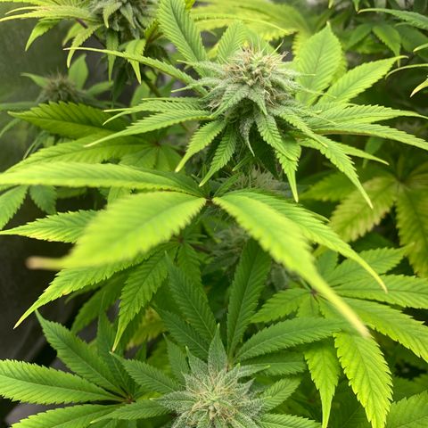 Peyote Wi-Fi growlog timeline photo