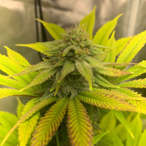 Peyote Wi-Fi growlog timeline photo