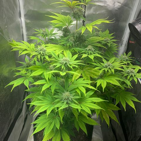 Peyote Wi-Fi growlog timeline photo