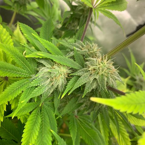 Peyote Wi-Fi growlog timeline photo