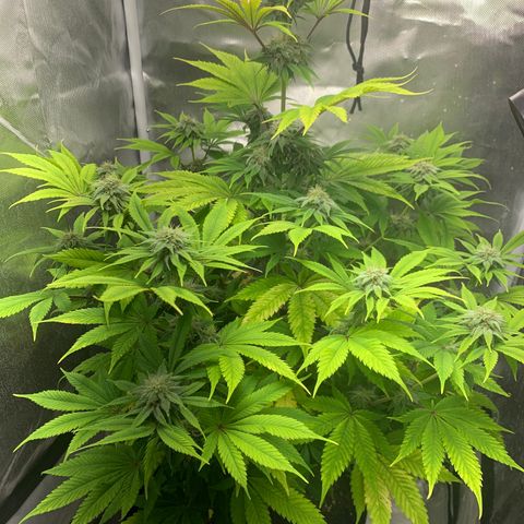 Peyote Wi-Fi growlog timeline photo