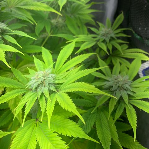 Peyote Wi-Fi growlog timeline photo