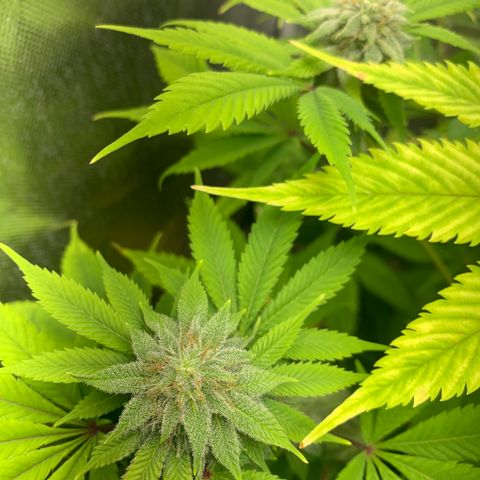 Peyote Wi-Fi growlog timeline photo