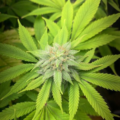 Peyote Wi-Fi growlog timeline photo