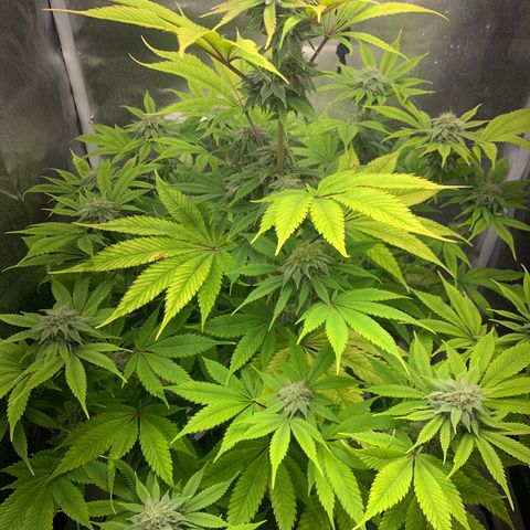 Peyote Wi-Fi growlog timeline photo