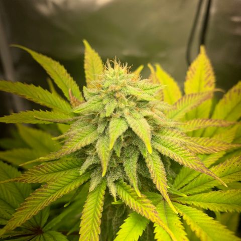 Peyote Wi-Fi growlog timeline photo