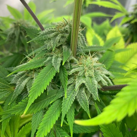 Peyote Wi-Fi growlog timeline photo
