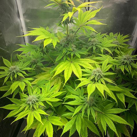 Peyote Wi-Fi growlog timeline photo