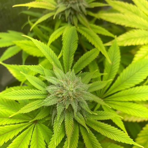 Peyote Wi-Fi growlog timeline photo