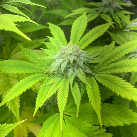 Peyote Wi-Fi growlog timeline photo