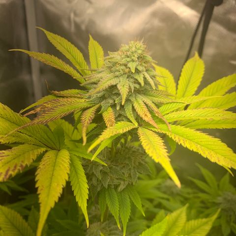Peyote Wi-Fi growlog timeline photo
