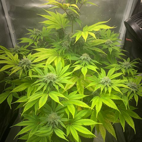 Peyote Wi-Fi growlog timeline photo