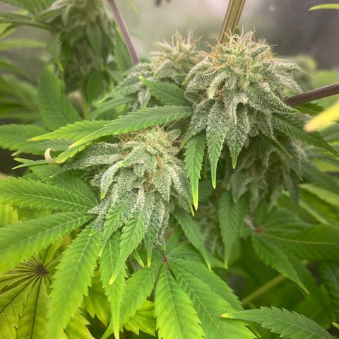 Peyote Wi-Fi growlog timeline photo