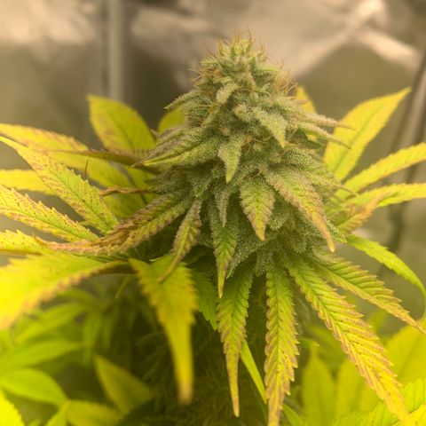 Peyote Wi-Fi growlog timeline photo