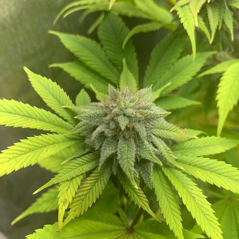 Peyote Wi-Fi growlog timeline photo