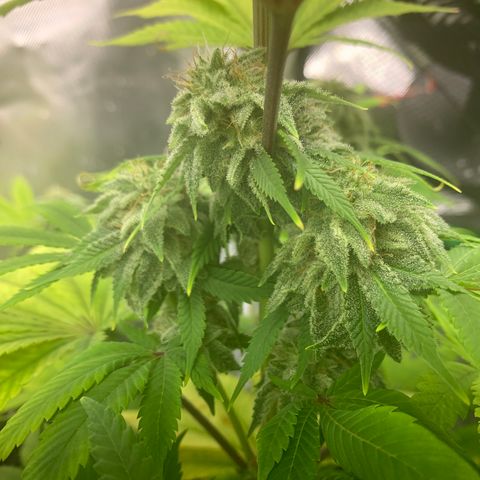 Peyote Wi-Fi growlog timeline photo