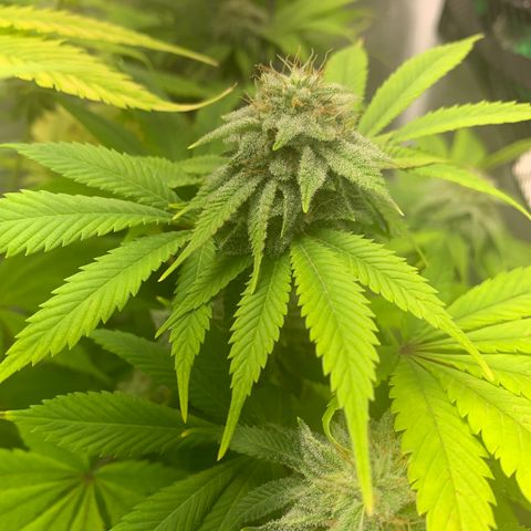 Peyote Wi-Fi growlog timeline photo