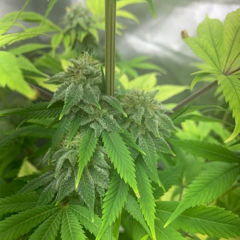 Peyote Wi-Fi growlog timeline photo